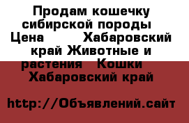 Продам кошечку сибирской породы › Цена ­ 50 - Хабаровский край Животные и растения » Кошки   . Хабаровский край